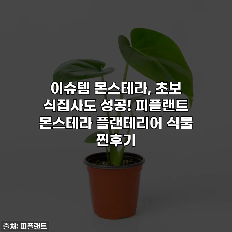 이슈템 몬스테라, 초보 식집사도 성공! 피플랜트 몬스테라 플랜테리어 식물 찐후기
