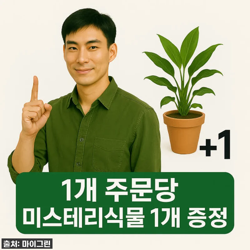 이 가격 실화?! 몬스테라 아단소니, 관련 이미지 4