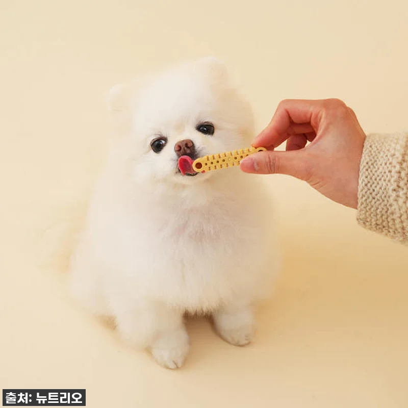 강아지 치석고민 끝! 뉴트리오 티덴브 관련 이미지 5