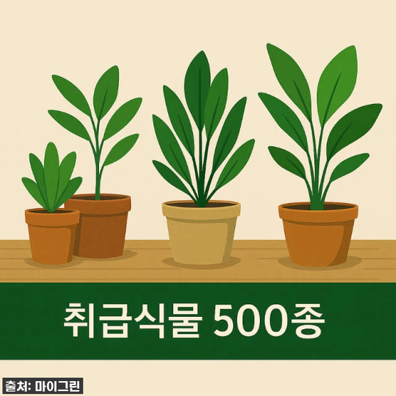 이 가격 실화?! 몬스테라 아단소니, 관련 이미지 6