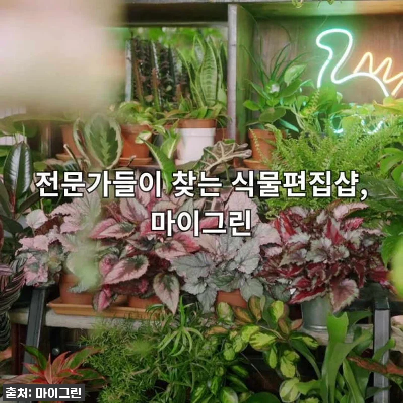 이 가격 실화?! 몬스테라 아단소니, 관련 이미지 10
