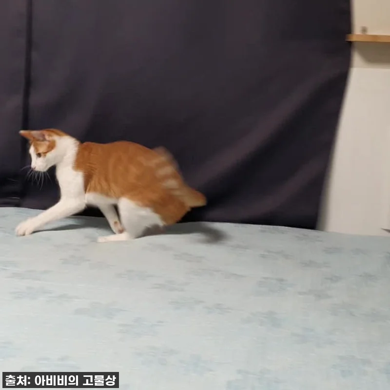 🎁찐후기! 우리 냥이 'ABIBI'S 관련 이미지 10