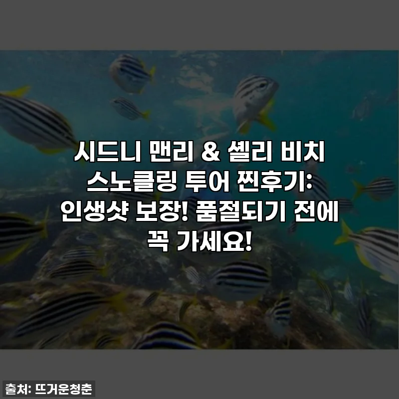 시드니 맨리 & 셸리 비치 스노클링 투어 찐후기: 인생샷 보장! 품절되기 전에 꼭 가세요!