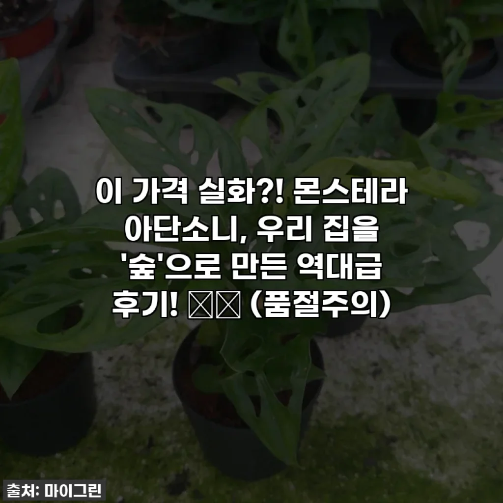 이 가격 실화?! 몬스테라 아단소니, 우리 집을 '숲'으로 만든 역대급 후기! 🌱✨ (품절주의)