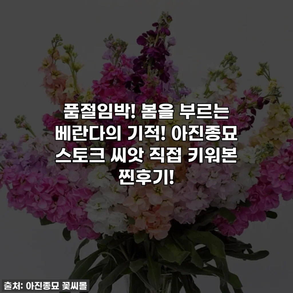 품절임박! 봄을 부르는 베란다의 기적! 아진종묘 스토크 씨앗 직접 키워본 찐후기!