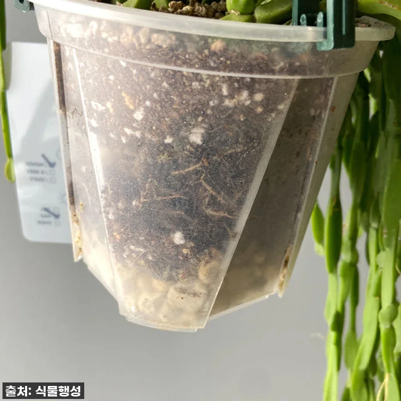 식물행성 립살리스 파라독스 투명화분, 관련 이미지 7