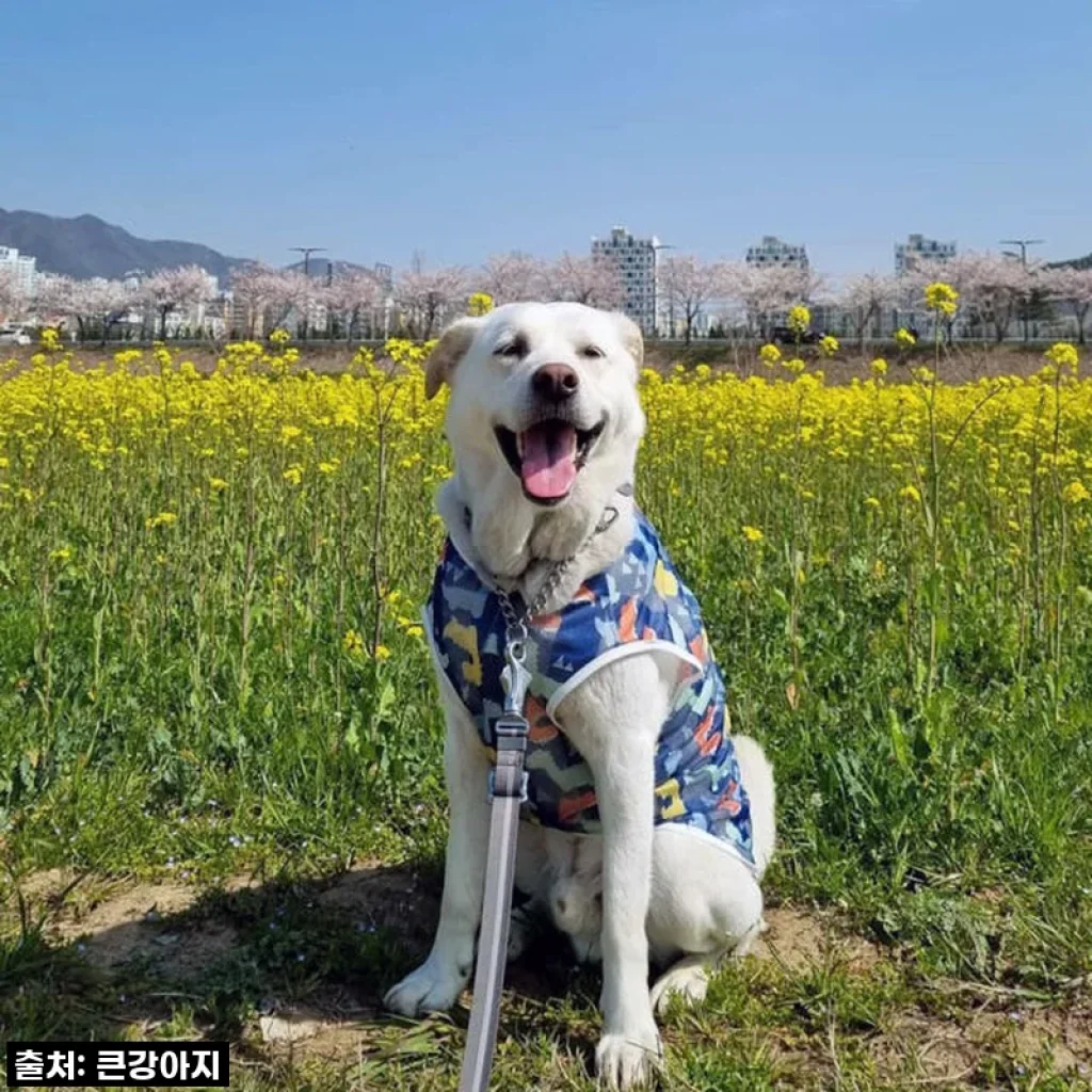[품절임박 이슈템] 여름 필수템! 우리 대형견옷, 블루공룡 나시티 직접 입혀보니... 이건 무조건 쟁여야 해! 🐾