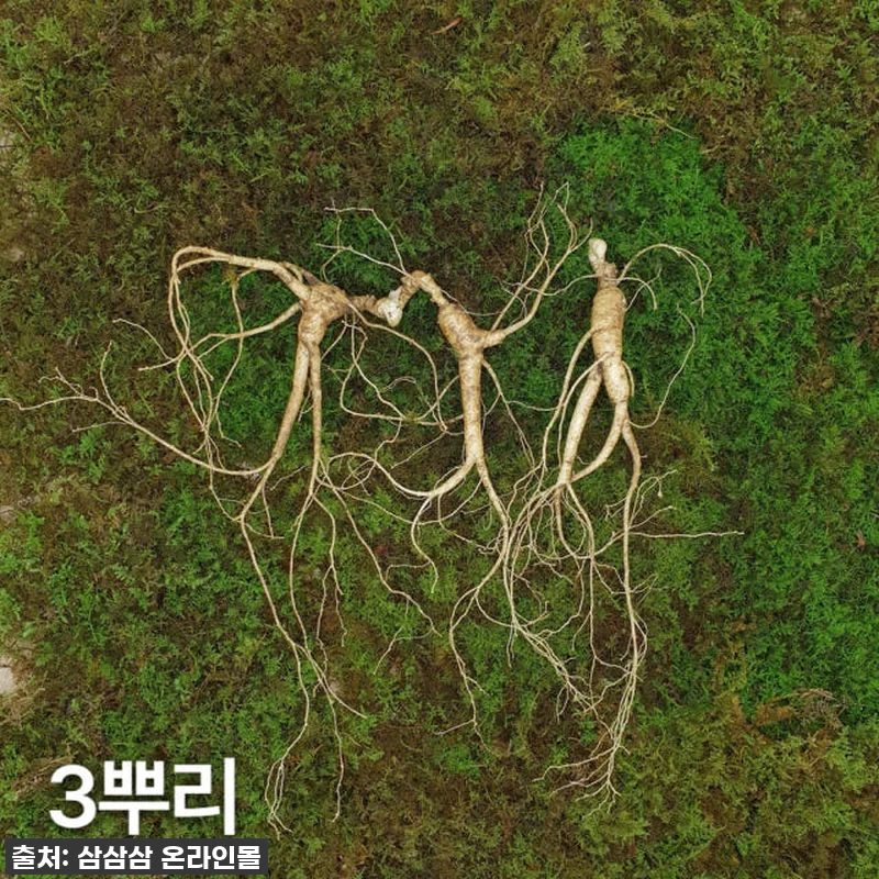 "7, 8년근 최상품 산양산삼 3뿌리 관련 이미지 1