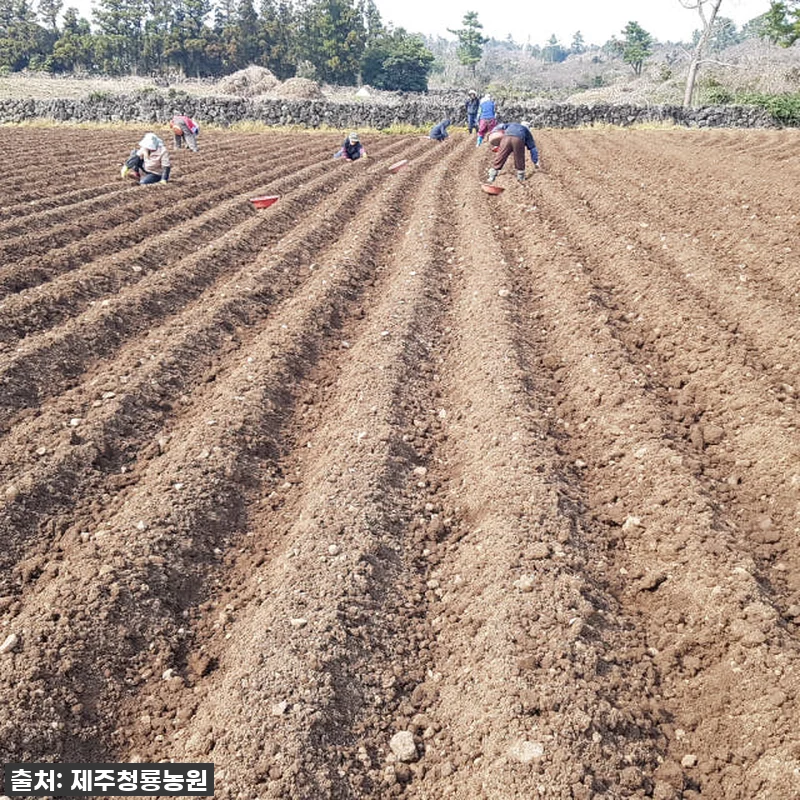제주산 햇 자색돼지감자즙 75포 사용 관련 이미지 2