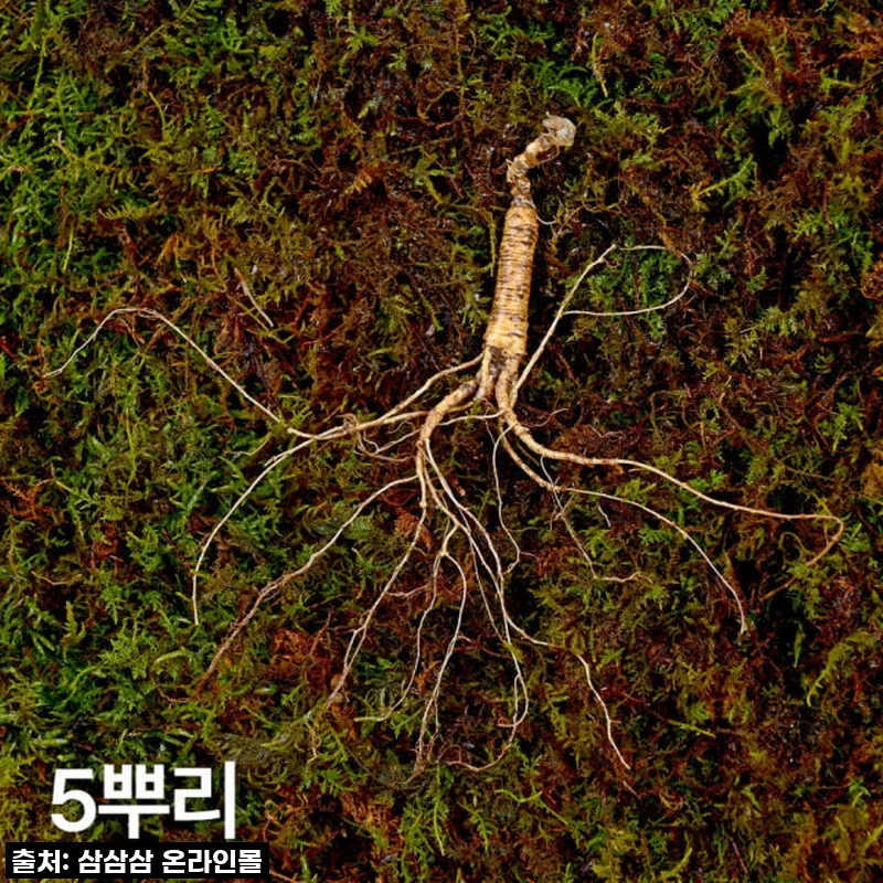 10년근 산양산삼 5뿌리, 부모님께 드렸더니 함박웃음이 터졌어요!