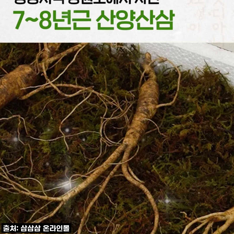 "7, 8년근 최상품 산양산삼 3뿌리"로 귀한 분께 감동과 건강을 선물했어요!