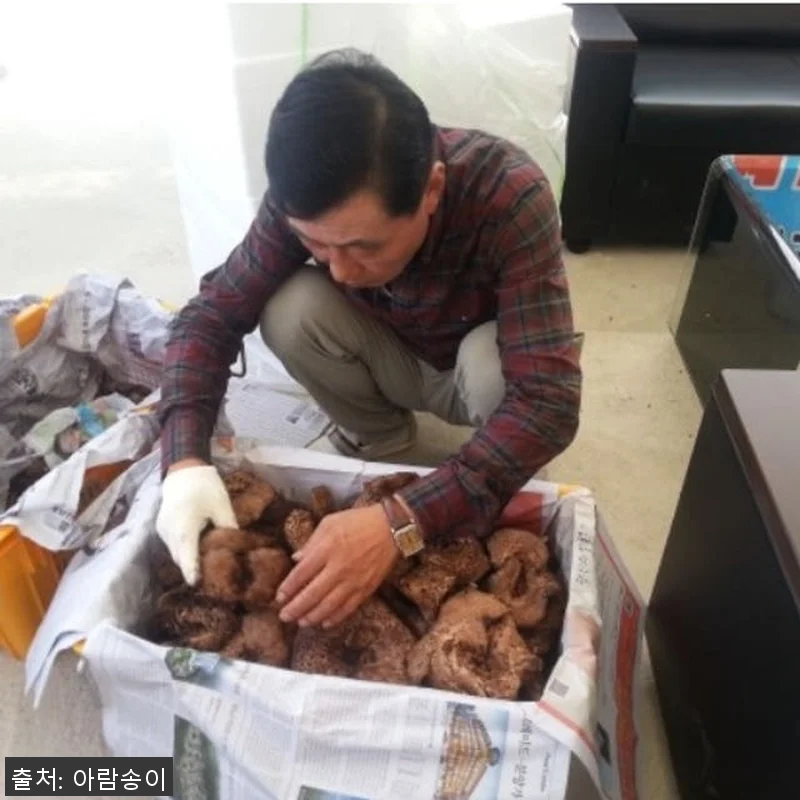 2025년 자연산 능이버섯 1kg 사 관련 이미지 1