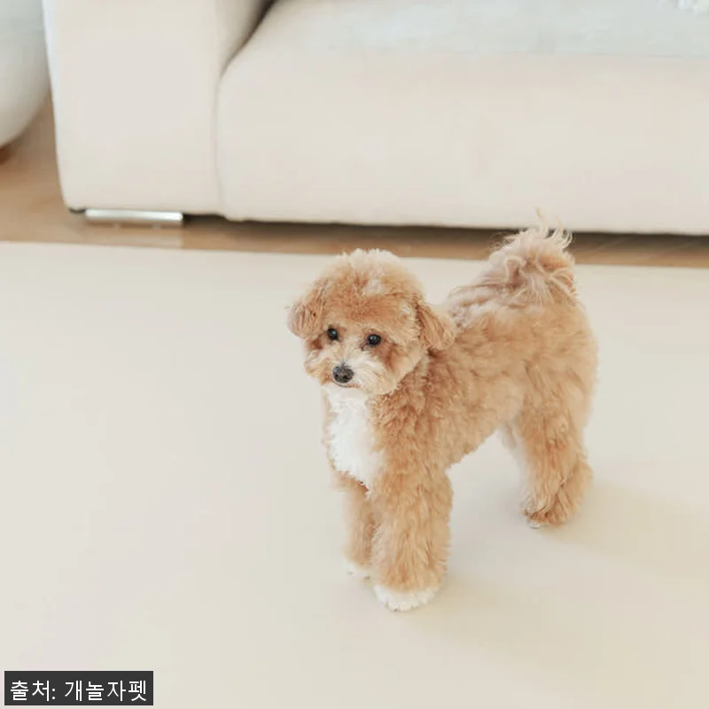 개놀자 슬림 실리콘 강아지 롤매트 사 관련 이미지 1