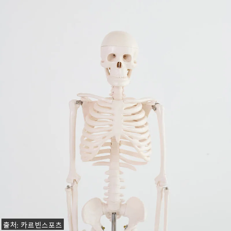 해골 모형 인체 해부도 뼈 골반 척추 관련 이미지 1