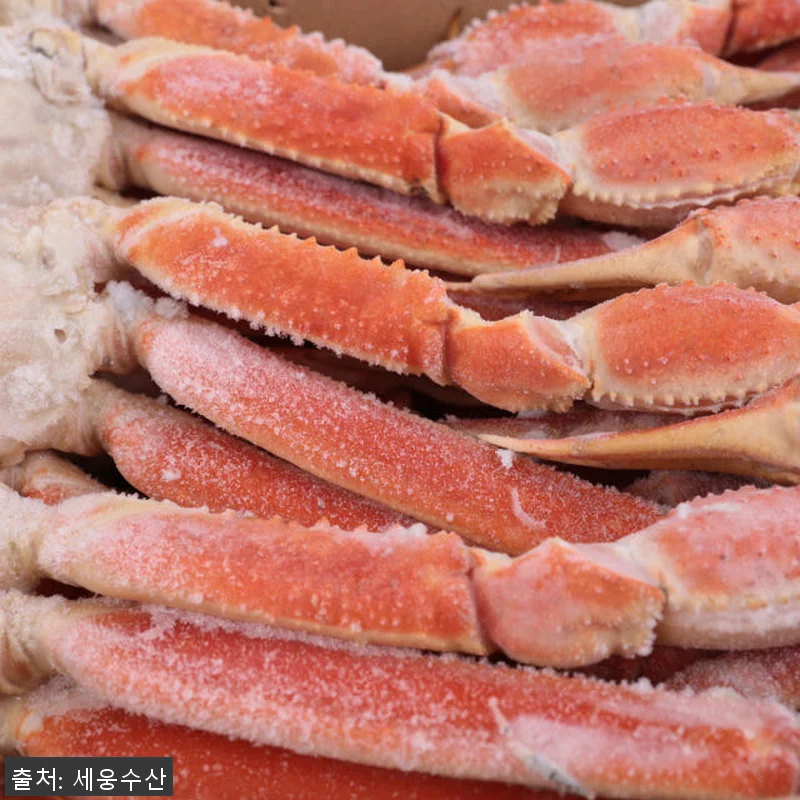 러시아산 신선작 스노우크랩 5kg 사 관련 이미지 1
