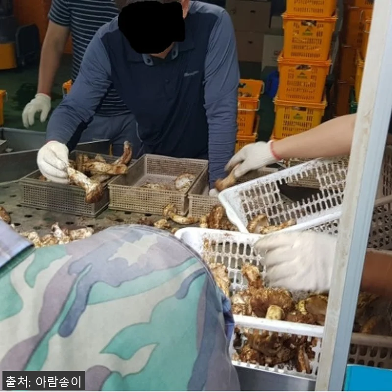 2025년 자연산 능이버섯 1kg 사 관련 이미지 2