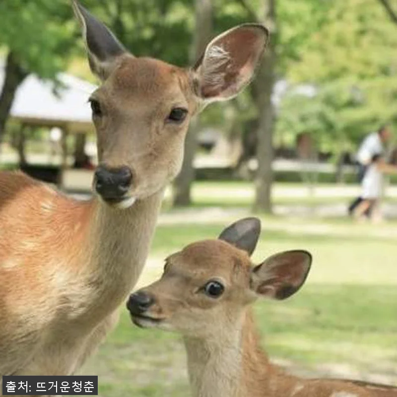교토 출발 일본 고야산 일일 투어 솔 관련 이미지 2