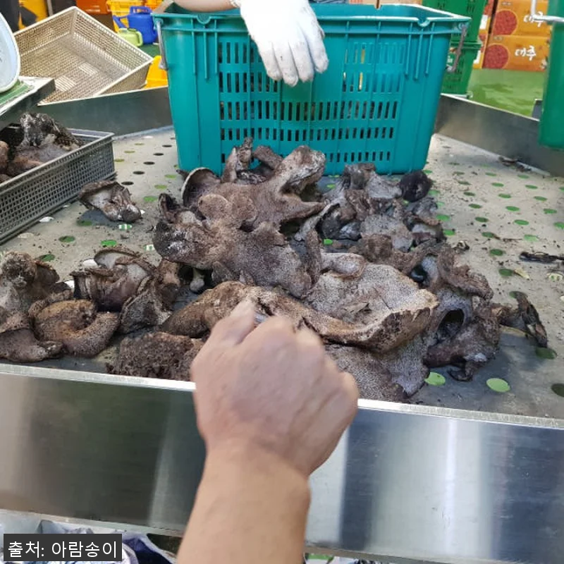 2025년 자연산 능이버섯 1kg 사 관련 이미지 3
