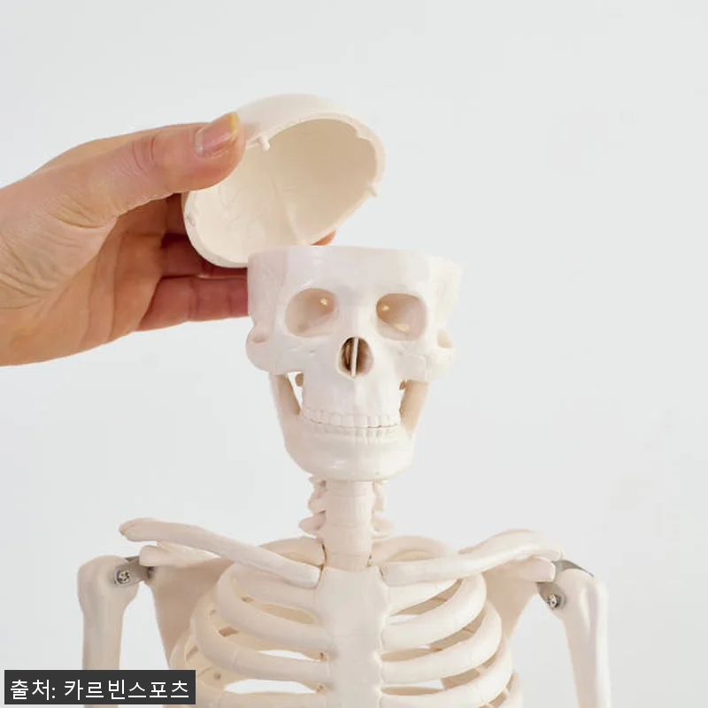해골 모형 인체 해부도 뼈 골반 척추 관련 이미지 3