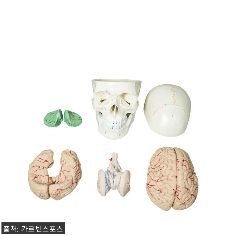 뇌모형 두개골 해골 해부(실제크기) 관련 이미지 3