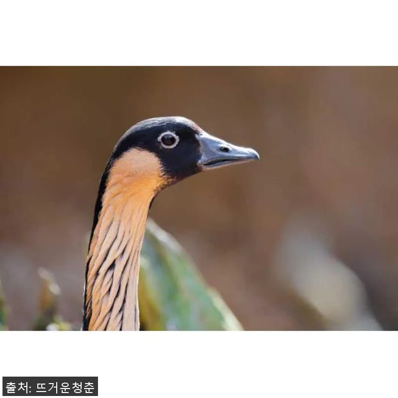 하와이 마우이 할레아칼라 국립공원 일 관련 이미지 4