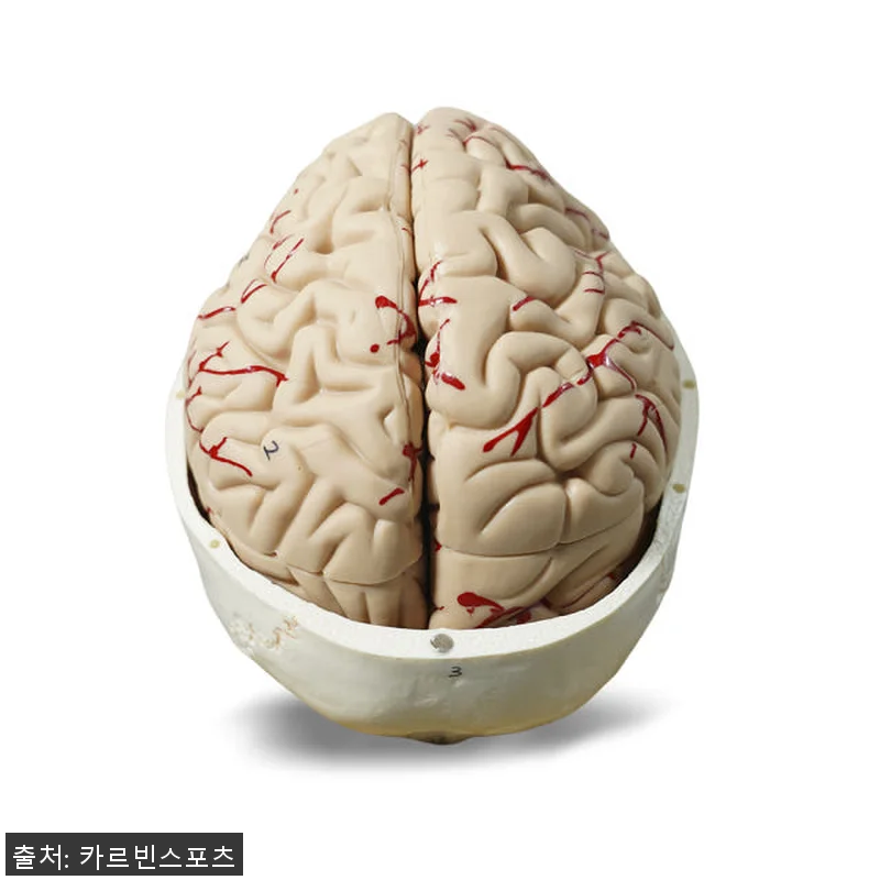 뇌모형 두개골 해골 해부(실제크기) 관련 이미지 4