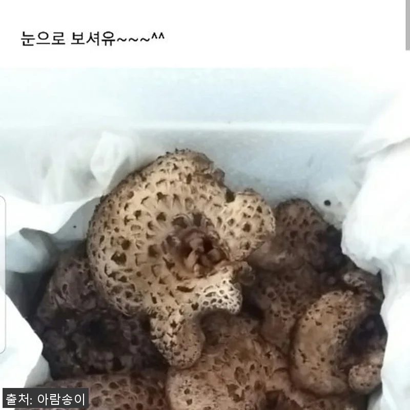 2025년 자연산 능이버섯 1kg 사 관련 이미지 5