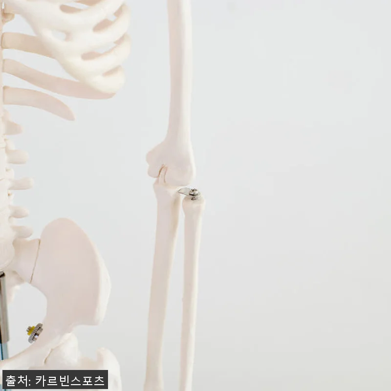 해골 모형 인체 해부도 뼈 골반 척추 관련 이미지 5
