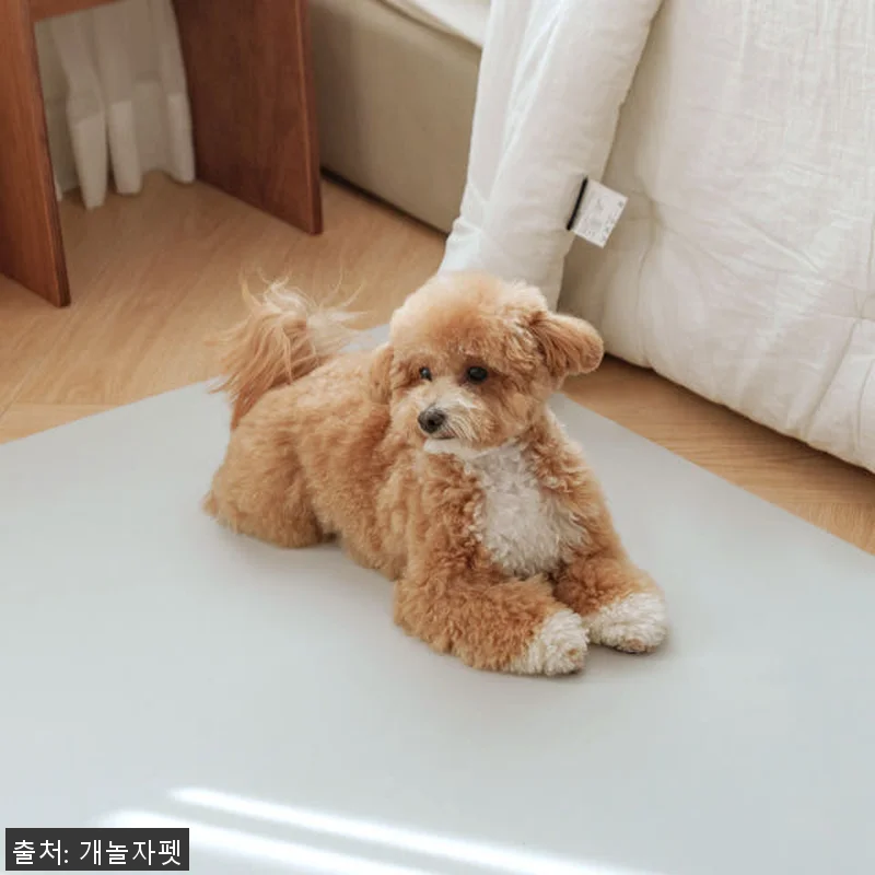개놀자 슬림 실리콘 강아지 롤매트 사 관련 이미지 9