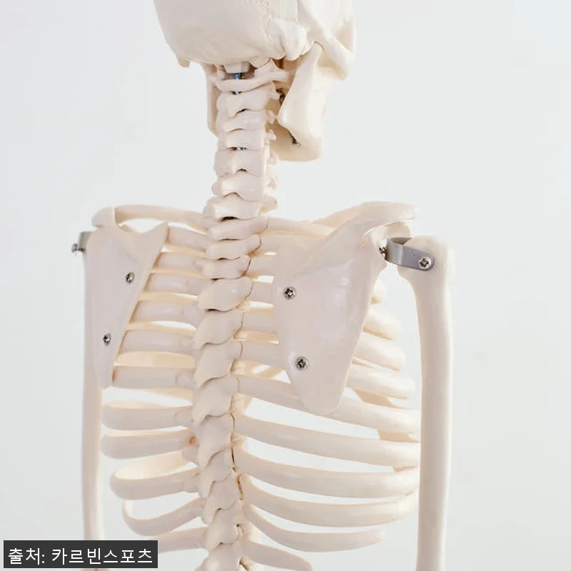 해골 모형 인체 해부도 뼈 골반 척추 관련 이미지 9