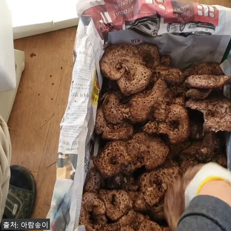 2025년 자연산 능이버섯 1kg 사 관련 이미지 10