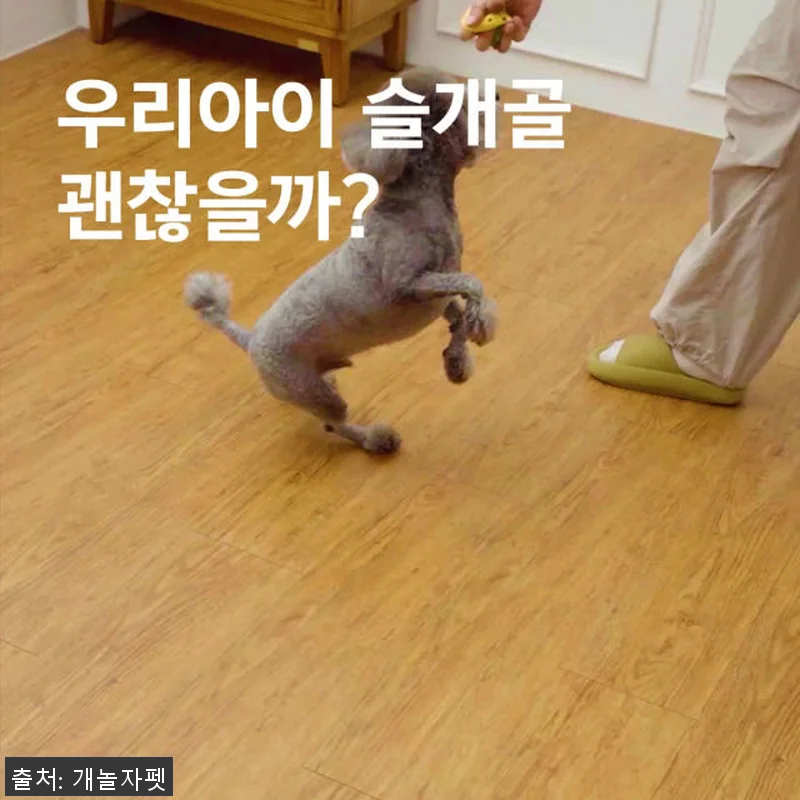 개놀자 슬림 실리콘 강아지 롤매트 사 관련 이미지 10