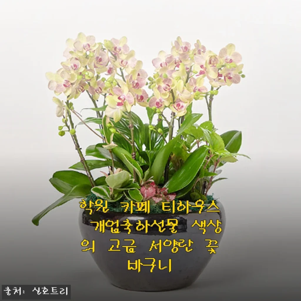학원 카페 티하우스 개업축하선물, 고급 서양란 꽃바구니 사용후기