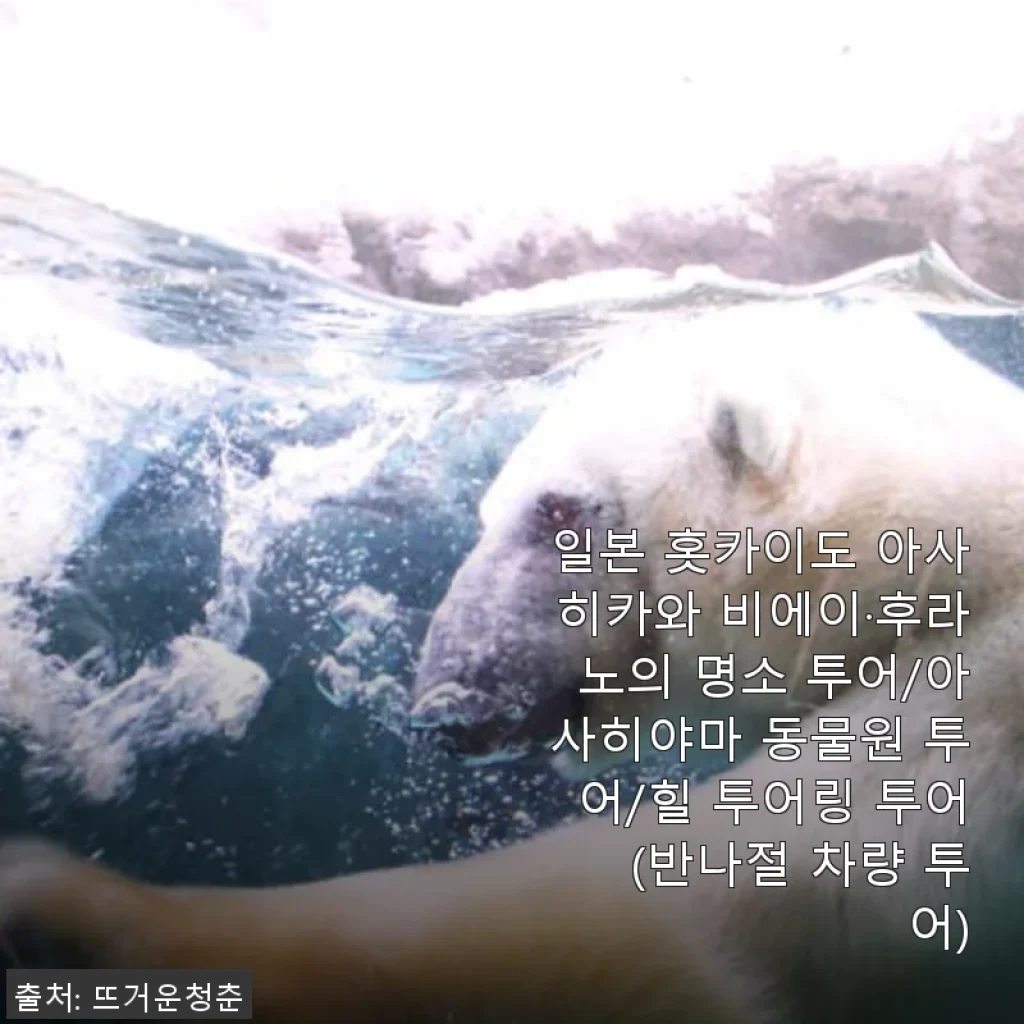 일본 홋카이도 아사히카와 비에이·후라노 명소 투어 사용후기