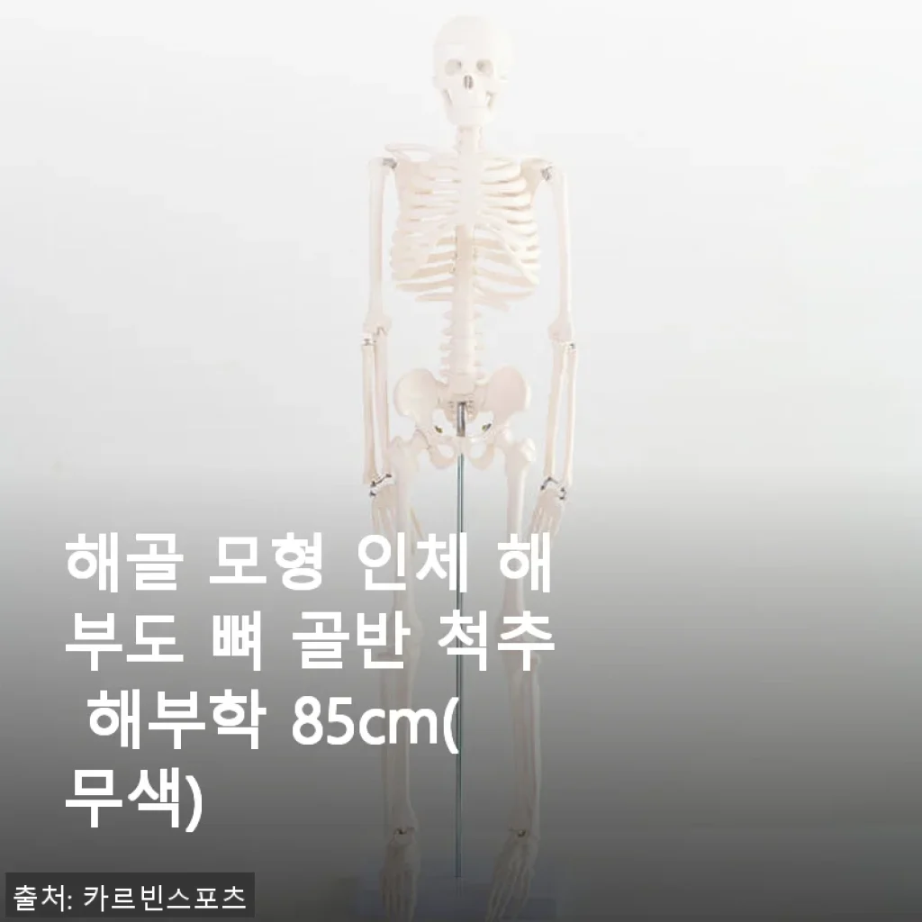 해골 모형 인체 해부도 뼈 골반 척추 해부학 85cm 사용후기 및 제품 소개