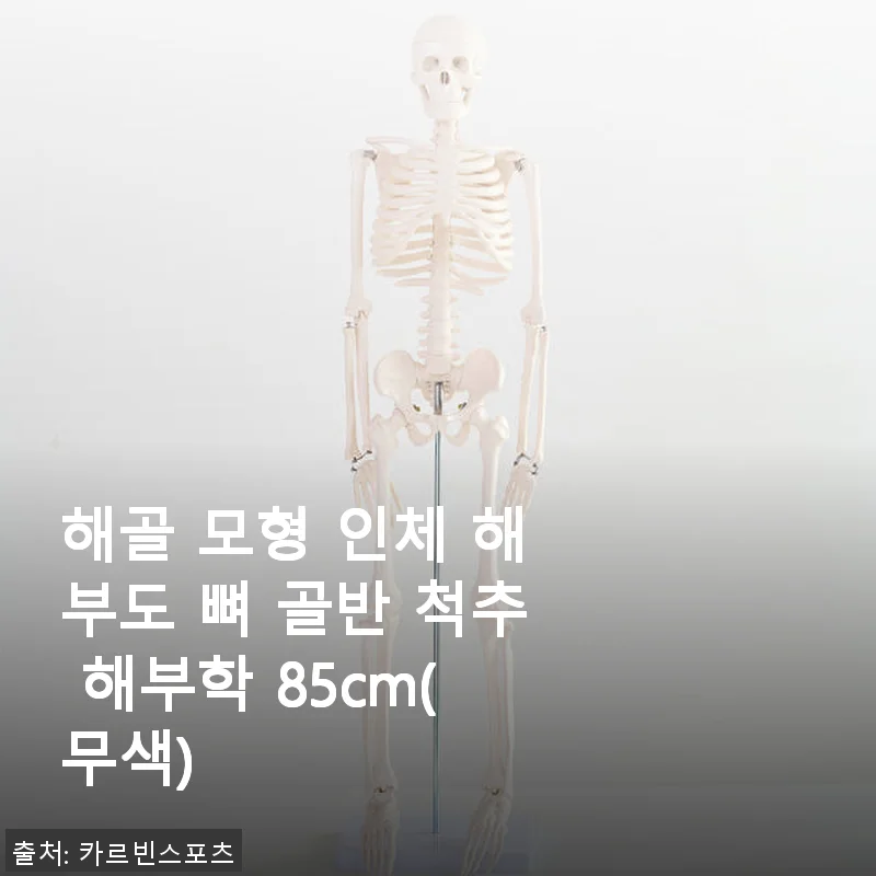 해골 모형 인체 해부도 뼈 골반 척추 해부학 85cm 사용후기 및 제품 소개