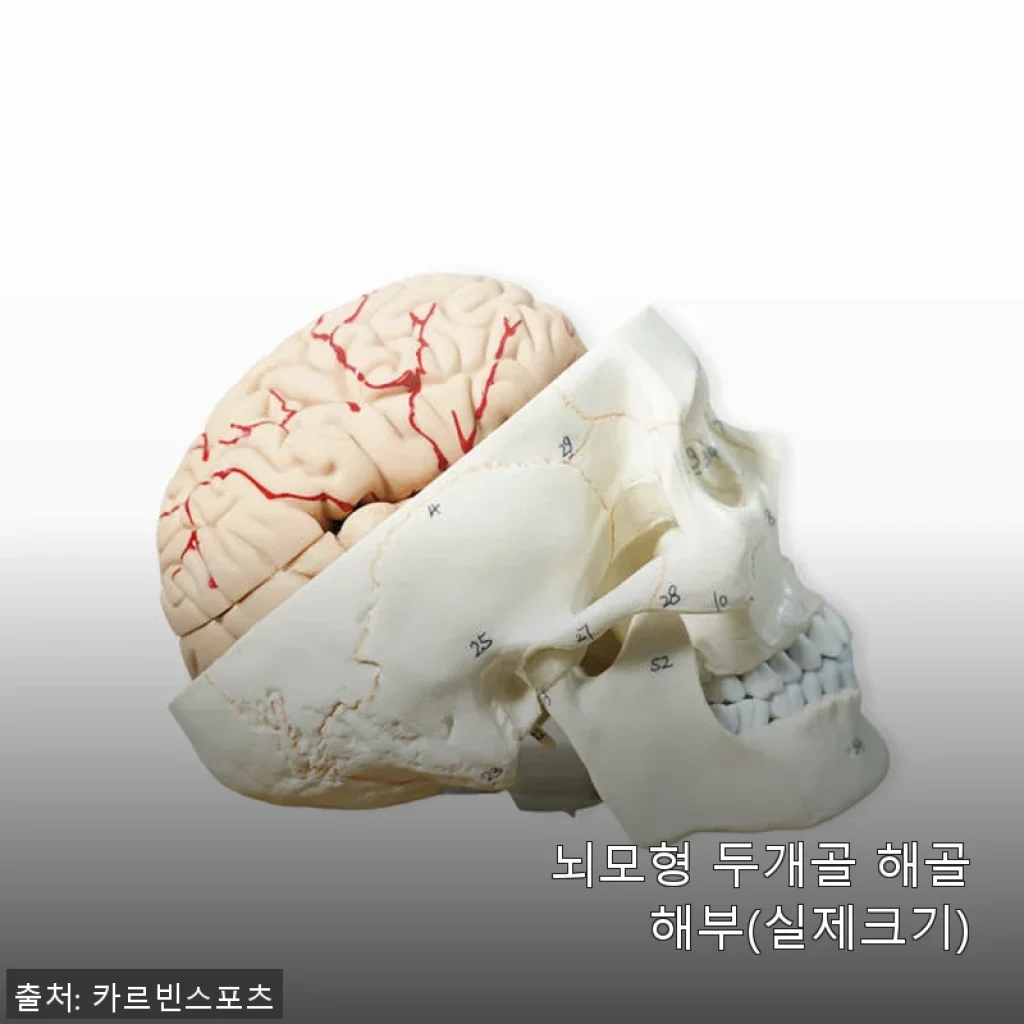 뇌모형 두개골 해골 해부(실제크기) 사용후기: 미술 공부와 해부학 참고용으로 직접 써보니
