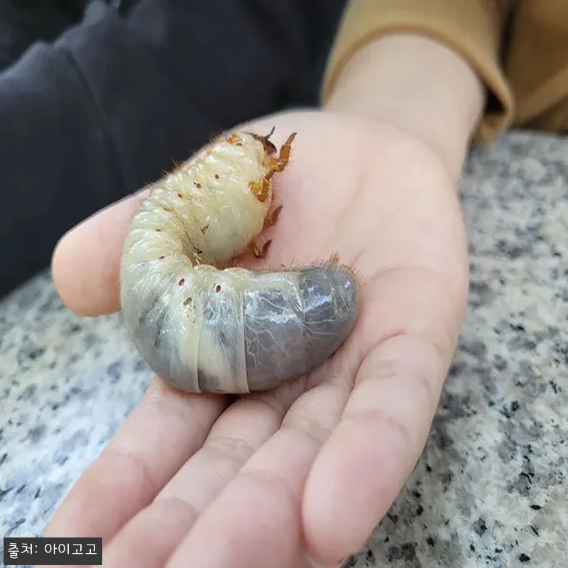 서울 경기 인천 숲체험 어린이 봄 유 관련 이미지 8