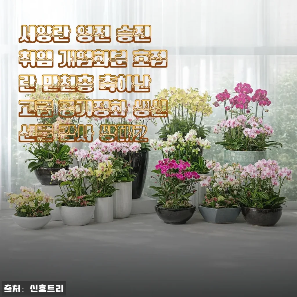 만천홍 호접란 쌍대2, 직접 사용해본 생생한 후기와 매력 포인트