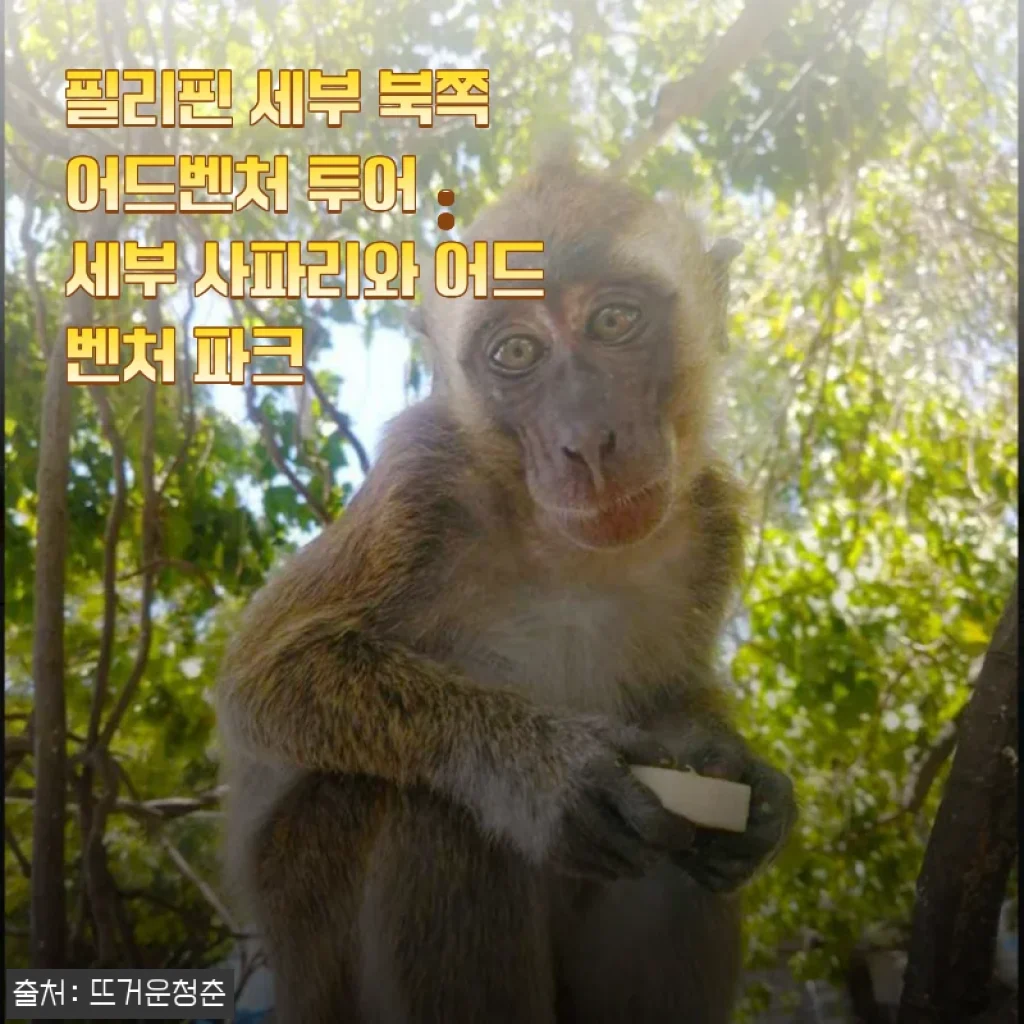 필리핀 세부 북쪽 어드벤처 투어 체험기: 세부 사파리와 어드벤처 파크 방문 후기