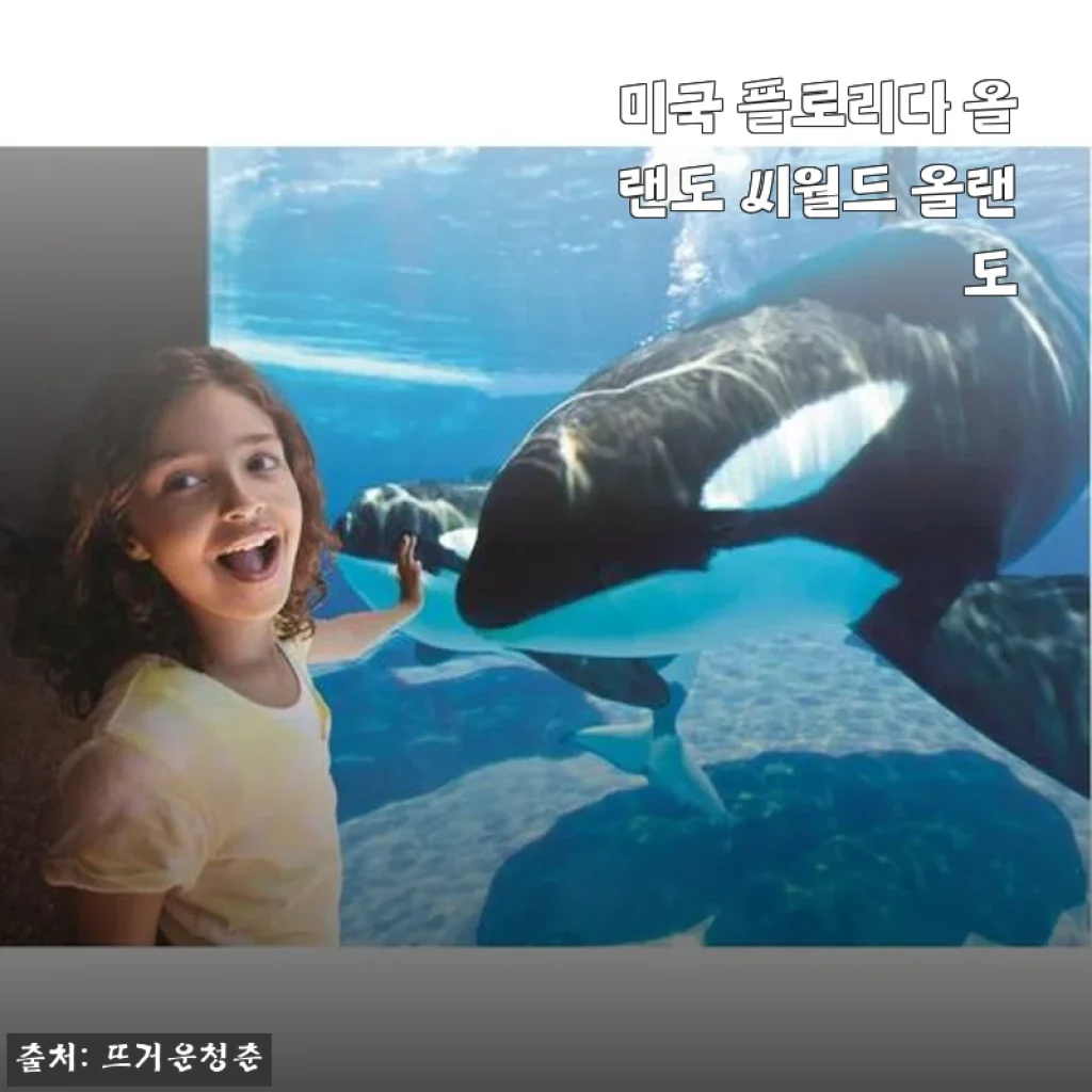 미국 플로리다 올랜도 씨월드 올랜도 방문권 사용 후기