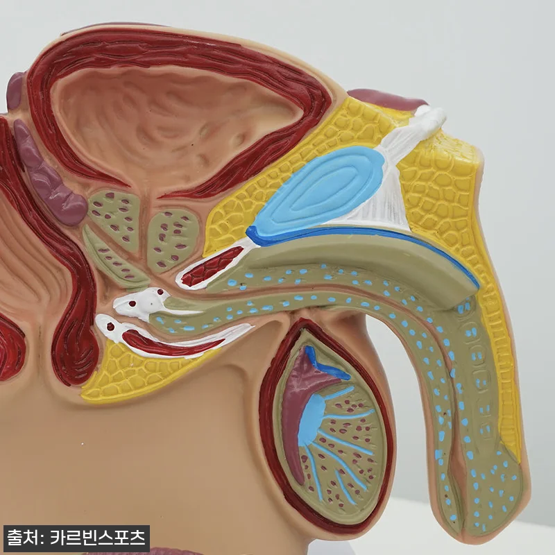 생식기 모형 구매해서 직접 써보니… 관련 이미지 1