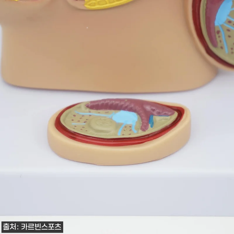 생식기 모형 구매해서 직접 써보니… 관련 이미지 2