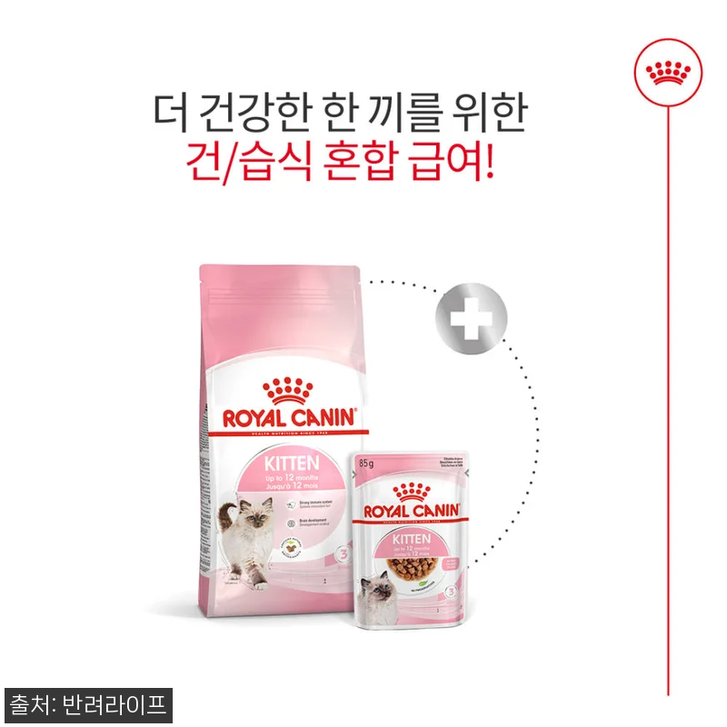 아기 고양이 입맛 저격한 로얄캐닌 키 관련 이미지 4