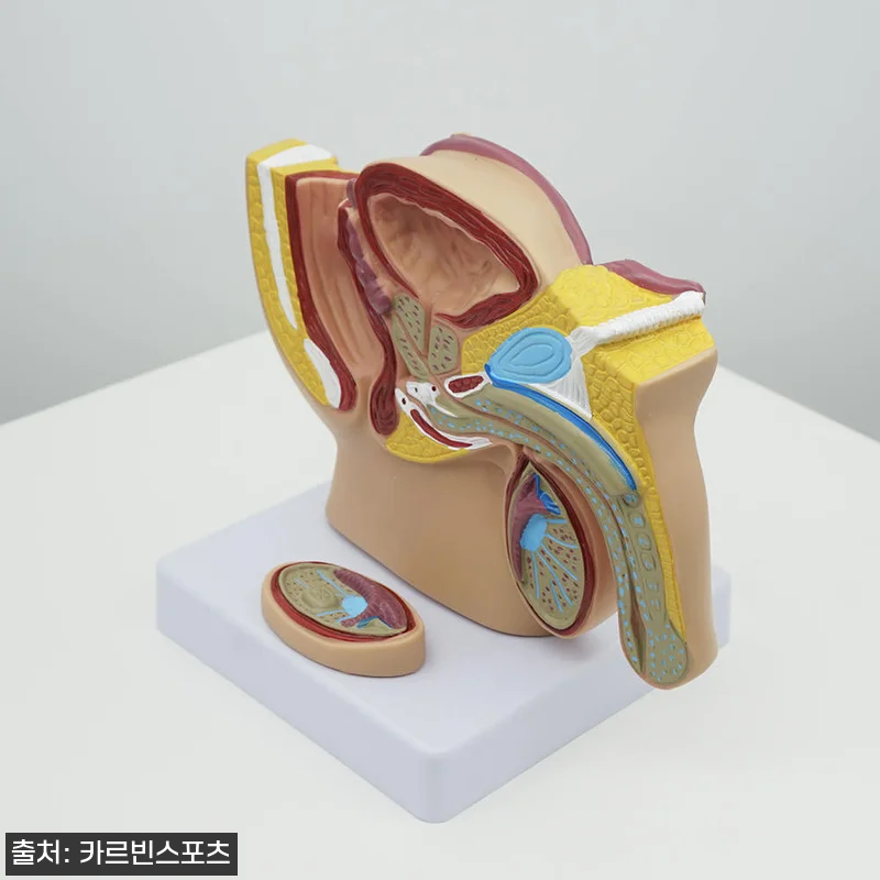 생식기 모형 구매해서 직접 써보니… 관련 이미지 5