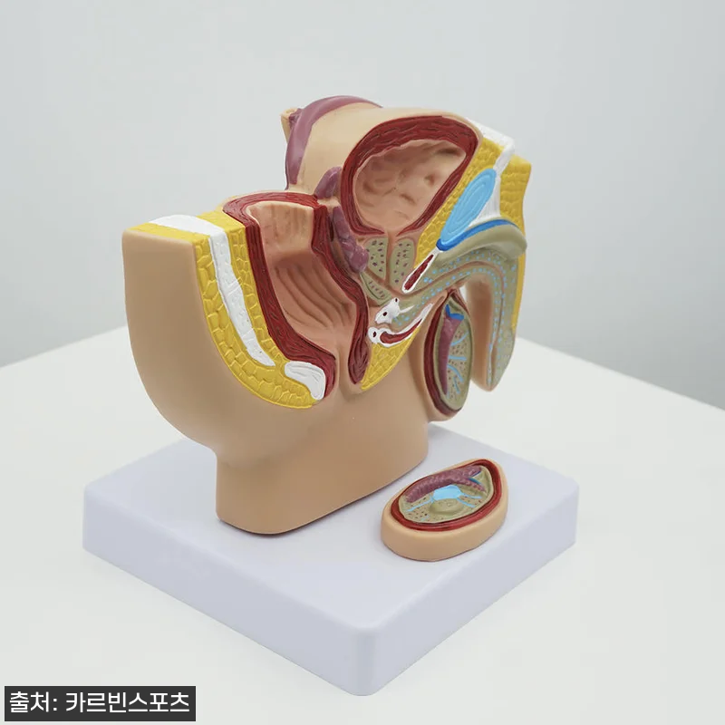 생식기 모형 구매해서 직접 써보니… 관련 이미지 6