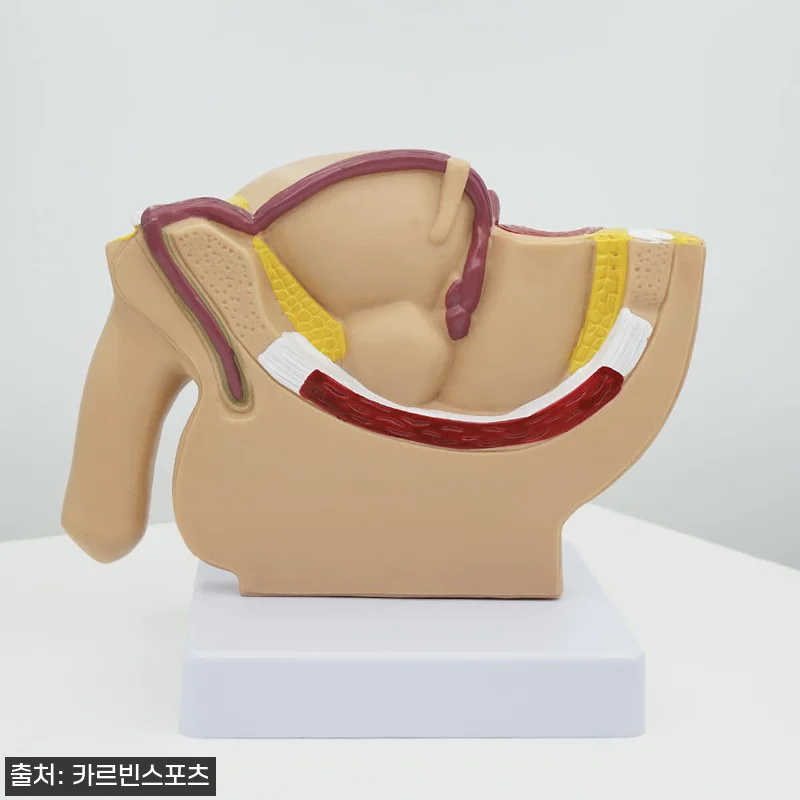 생식기 모형 구매해서 직접 써보니… 관련 이미지 7