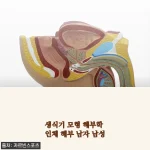생식기 모형 구매해서 직접 써보니… 공부는 물론 인테리어 소품으로도 딱!이네요