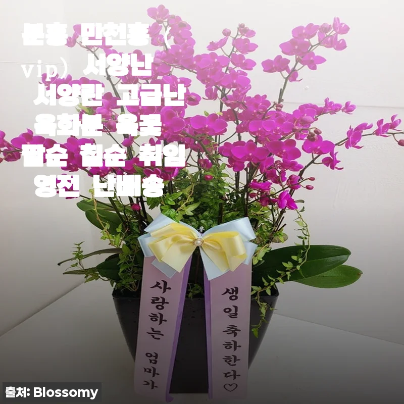 분홍 만천홍 (vip) 서양난 서양란 고급난 옥화분 옥꽃 팔순 칠순 취임 영전 난배송
