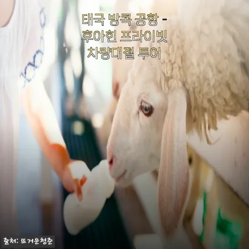 Home 65 태국 방콕 공항 - 후아힌 프라이빗 차량대절 투어